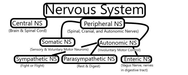Nervous System Basics- How Your NS is Impacted by Chronic Pain & What ...